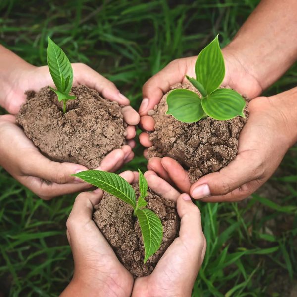 plant-seeds